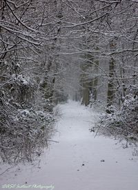 Bare trees in forest during winter