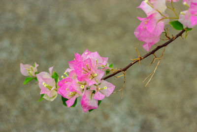 Close-up of pink cherry blossoms in spring