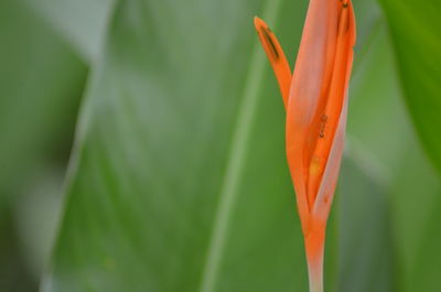 Close-up of orange flowering plant