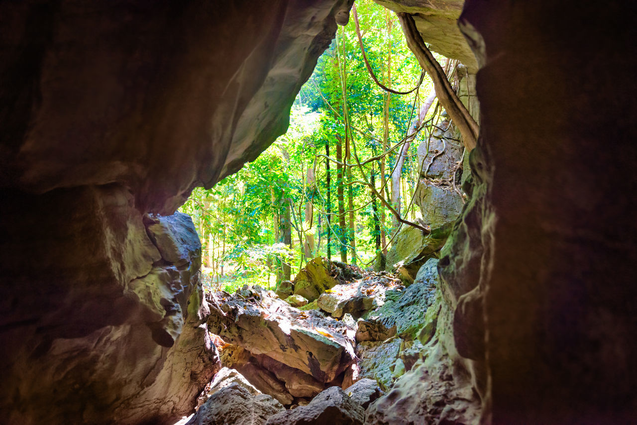 PLANTS AND ROCKS IN CAVE