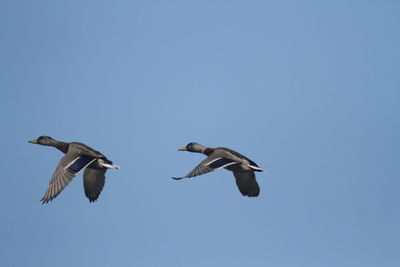 Low angle view of birds flying against clear blue sky