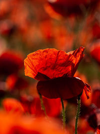 Close-up of red poppy