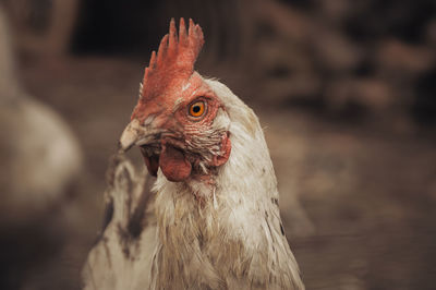 Close up of a chicken