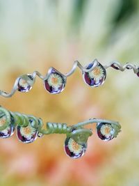 Close-up of wet plant