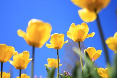 Close-up of yellow flowering plants