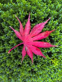 Close-up of wet red leaf