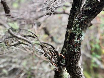 Close-up of lichen on tree trunk