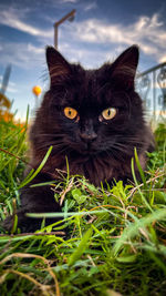 Close-up of black cat