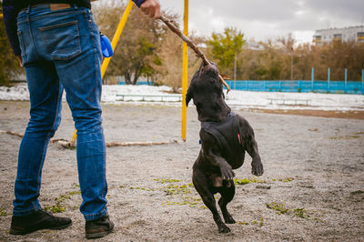 Low section of man playing with dog