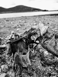 Close-up of driftwood on tree trunk at beach