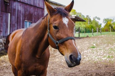 Close-up portrait of horse