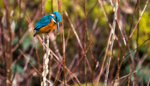 Low angle view of kingfisher perching on plant