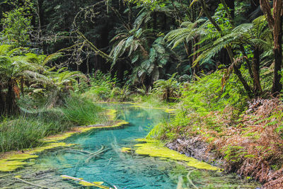 Scenic view of river amidst trees in forest