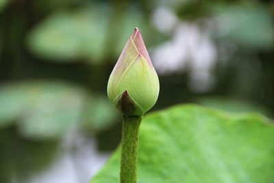 Close-up of lotus bud growing outdoors