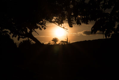 Silhouette of trees at sunset