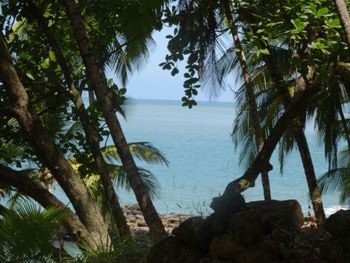 Palm trees by sea against sky