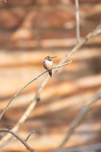 Rufous hummingbird resting on a branch