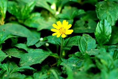 Close-up of yellow flowers