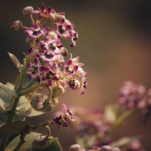 Close-up of purple flowering plant