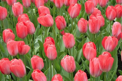 Close-up of tulips in field