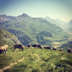 Cows grazing on grassy field