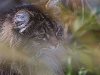 Close-up of a cat