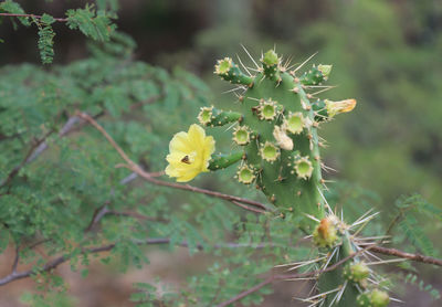 Close-up of yellow flowering plant