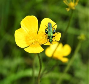 Close-up of insect on yellow flower