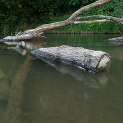 Dead tree log with big branches stuck in shallow river against steep shore 