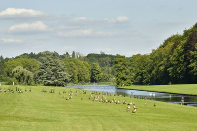 Flock of sheep grazing in a field