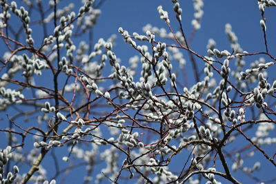 Blossoming tree in spring