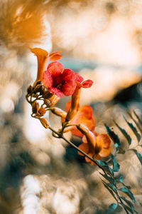 Close-up of red rose flower bud