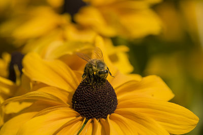 Close-up of bee pollinating on yellow flower