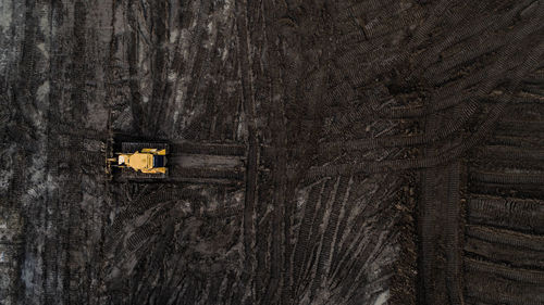 Close-up view of tree