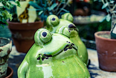 Close-up of frog on plant