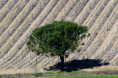 Close-up of tree in desert