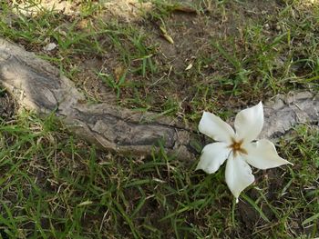 High angle view of white frangipani blooming on field