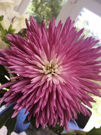 Macro shot of pink flower