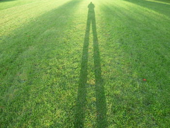 High angle view of sunlight falling on grassy field