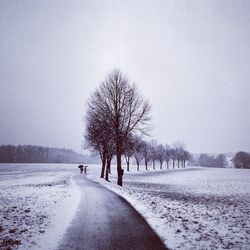 Road passing through forest