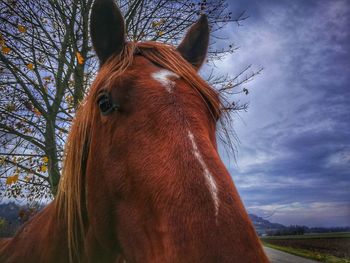 Close-up portrait of horse on field against sky