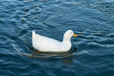 Large white domestic pekin peking aylesbury american white duck on lake pond low level close up view