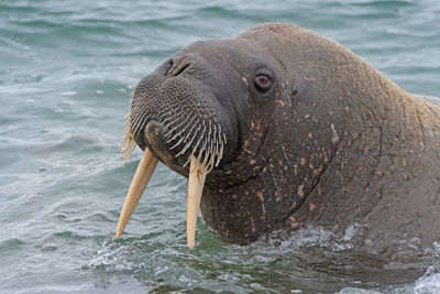 Close-up of elephant in lake