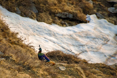 Rear view of man standing on rock