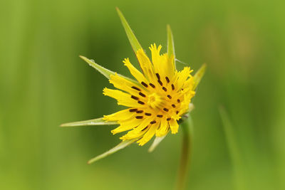 Closeup of the flower of yellow goat's beard , tragopogon pratensis , against a green background