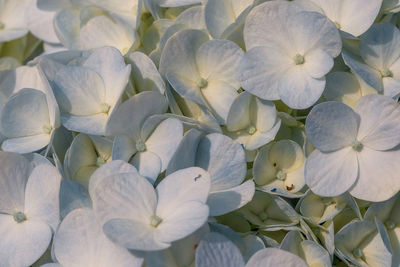 Close-up of white hydrangea flowers