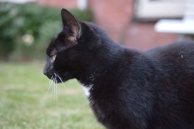 Close-up of black cat