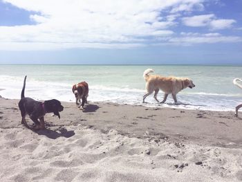 Silhouette of dog on beach