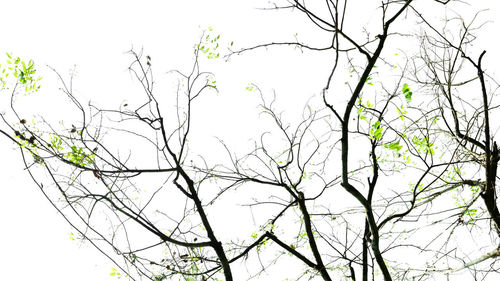 Low angle view of bare tree against clear sky