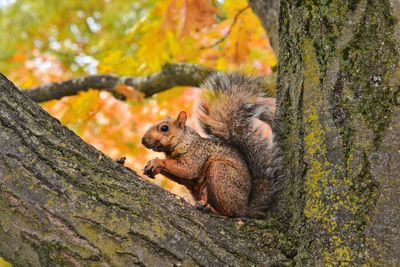 Low angle view of squirrel on tree trunk